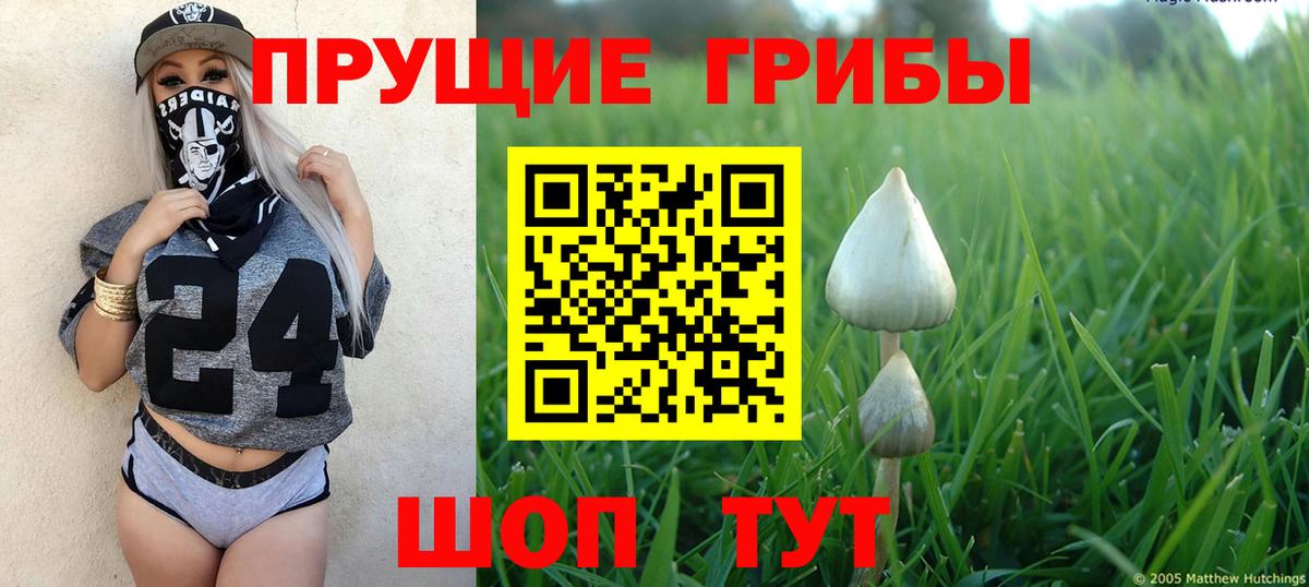 Краснознаменск  Псилоцибиновые грибы Psilocybine cubensis  Вход с VPN 